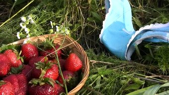 Fresas Y C...
